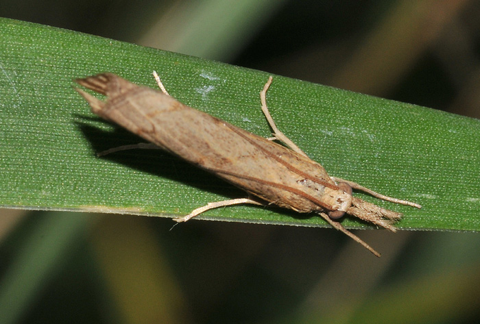 Crambidae:  cfr. Pediasia contaminella